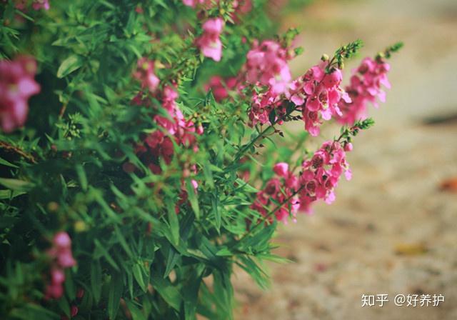 致富经 花卉_养花致富_种植花卉致富