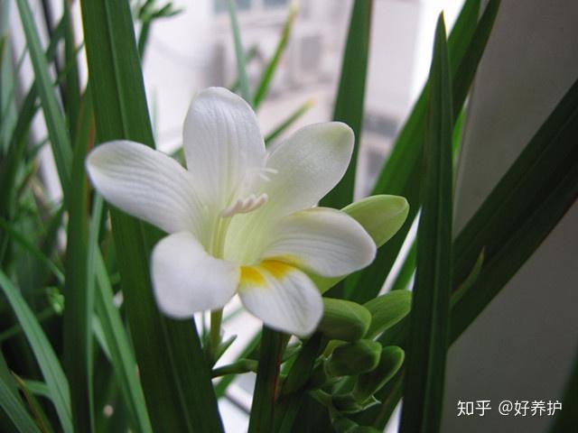 致富经 花卉_养花致富_种植花卉致富