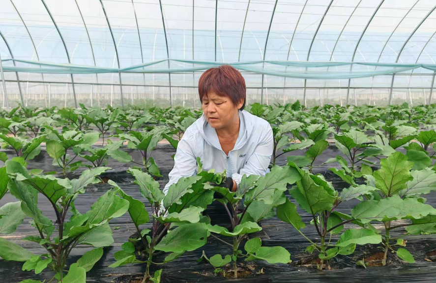 种植致富的朋友_致富种植视频全集_致富种植朋友圈文案