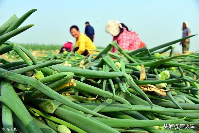 山东大葱种植视频_山东大葱栽培技术视频_大葱种植技术山东