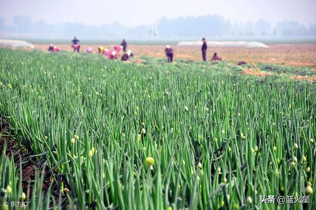 山东大葱栽培技术视频_山东大葱种植视频_大葱种植技术山东