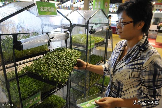 山东大葱种植视频_山东大葱栽培技术视频_大葱种植技术山东