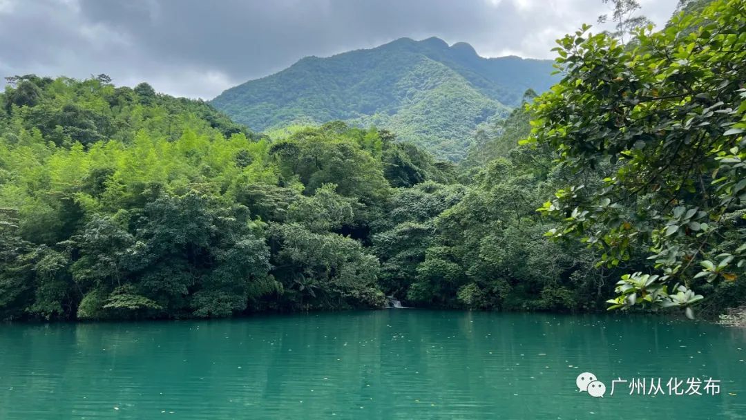 从化林下种植高山灵芝，撑起村民致富梦！