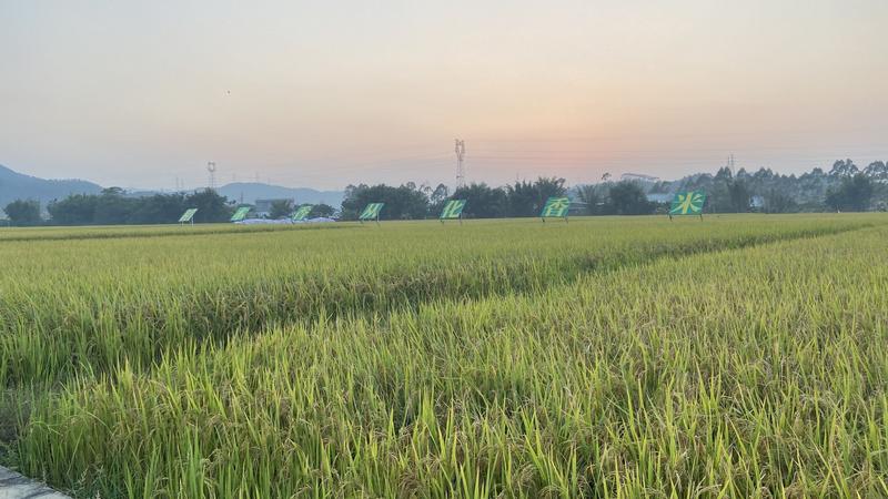 从化有机蔬菜种植基地_从化种植致富_从化种植基地