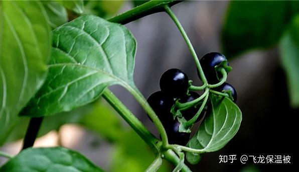 紫叶生菜种子怎么催芽_紫叶生菜种植技术_紫叶生菜怎么种