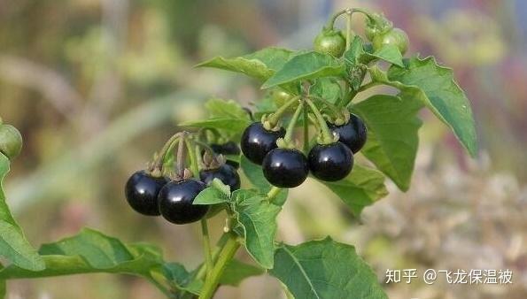 紫叶生菜种子怎么催芽_紫叶生菜怎么种_紫叶生菜种植技术