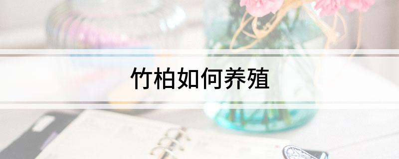 竹柏如何养殖