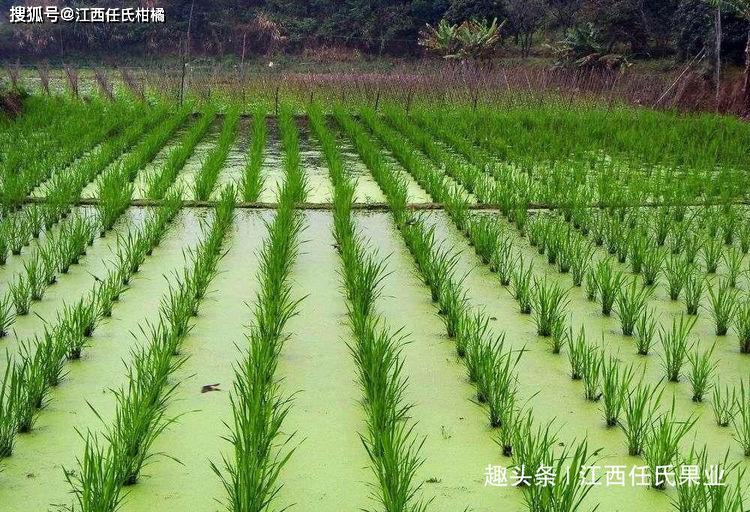 交瓜孑种植技术_怎样种植瓜苗_瓜的种植技术