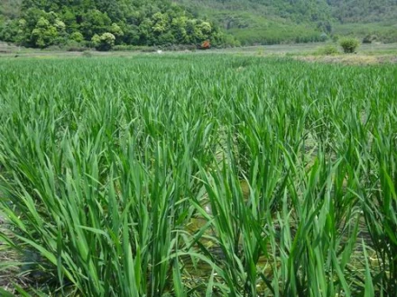 瓜类栽培技术要点_交瓜孑种植技术_瓜类种植技术教学