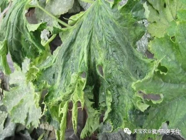 瓜类种植技术教学_交瓜孑种植技术_瓜类栽培技术