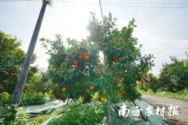 从化有南种植果场_从化种植致富_从化有机蔬菜种植基地