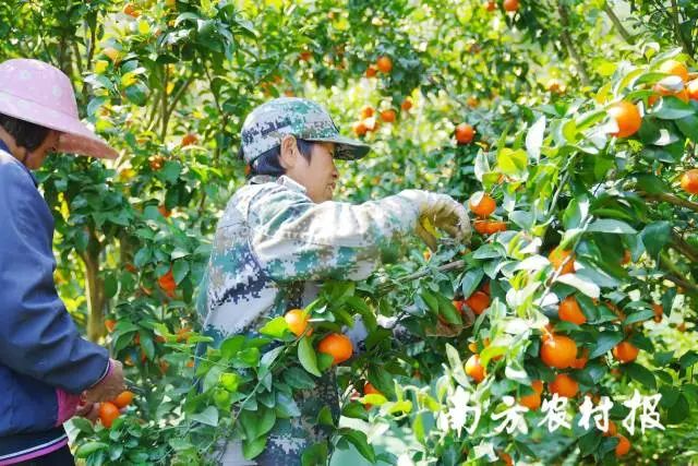 从化有机蔬菜种植基地_从化种植致富_从化有南种植果场