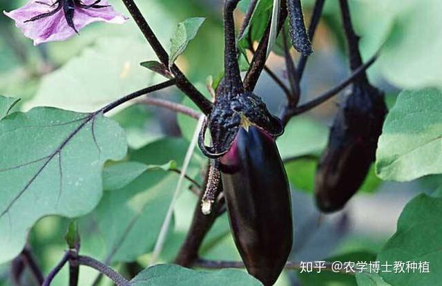 茄瓜的种植技术_茄瓜育种方法_茄瓜种植视频