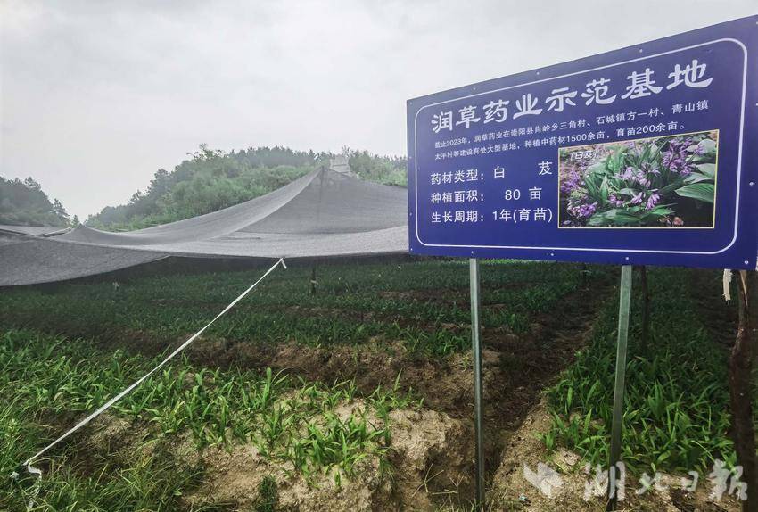 白芨种植条件和方法_致富经白芨种植技术_白芨种植条件和注意事项