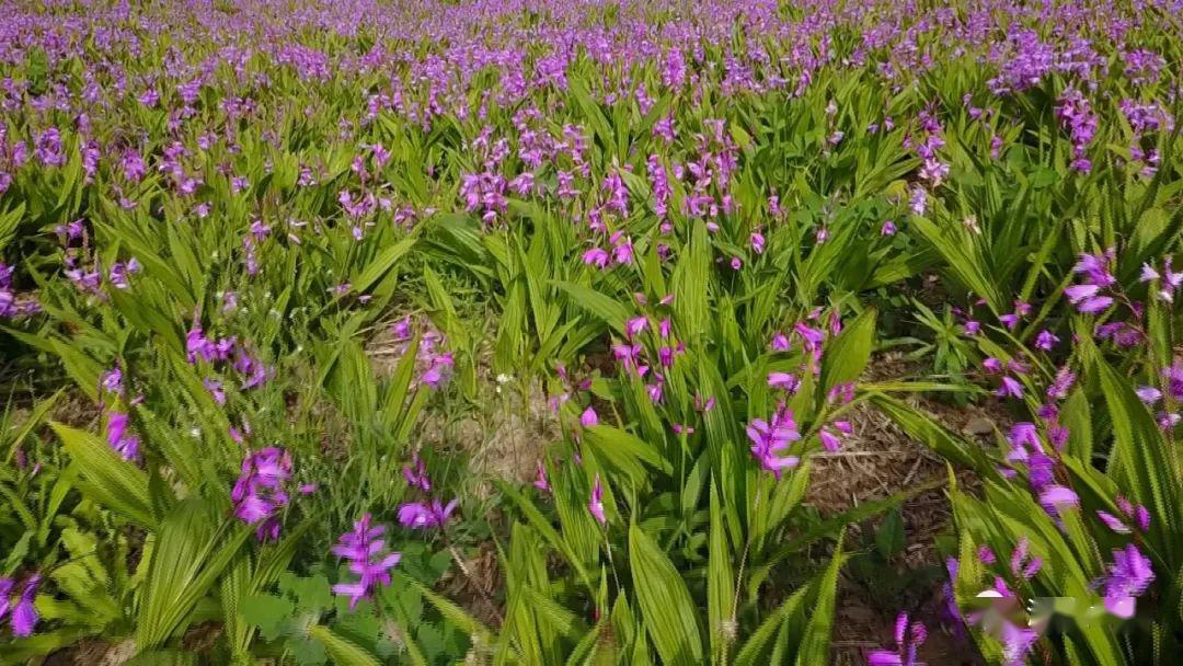 潘河乡：白芨花开产业兴