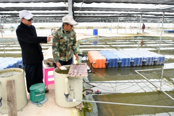 蓝刀鱼养殖基地_蓝刀鱼养殖制致富_蓝刀鱼养殖视频