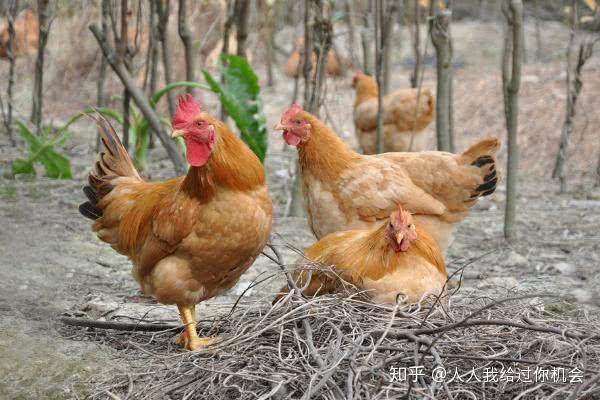 怎样散养土鸡？散养土鸡的鸡舍要怎么建造？养土鸡有何风险？