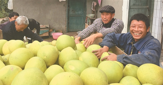 盘鳌乡：打好产业牌 念好“柚子经”