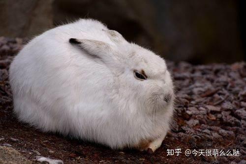 致富养殖农村有补贴吗_农村致富新项目养殖_农村养殖致富8