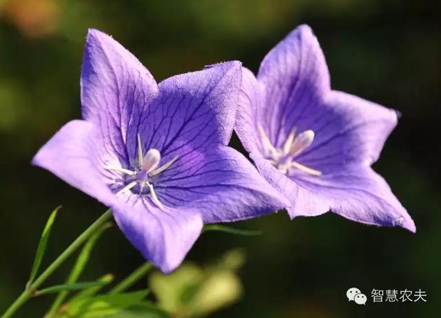 致富药材种植项目有哪些公司_农村种植药材致富项目_种植药材 致富项目有哪些