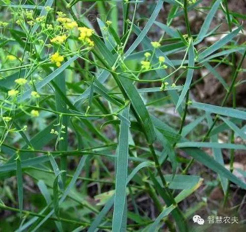 致富药材种植项目有哪些公司_种植药材 致富项目有哪些_农村种植药材致富项目