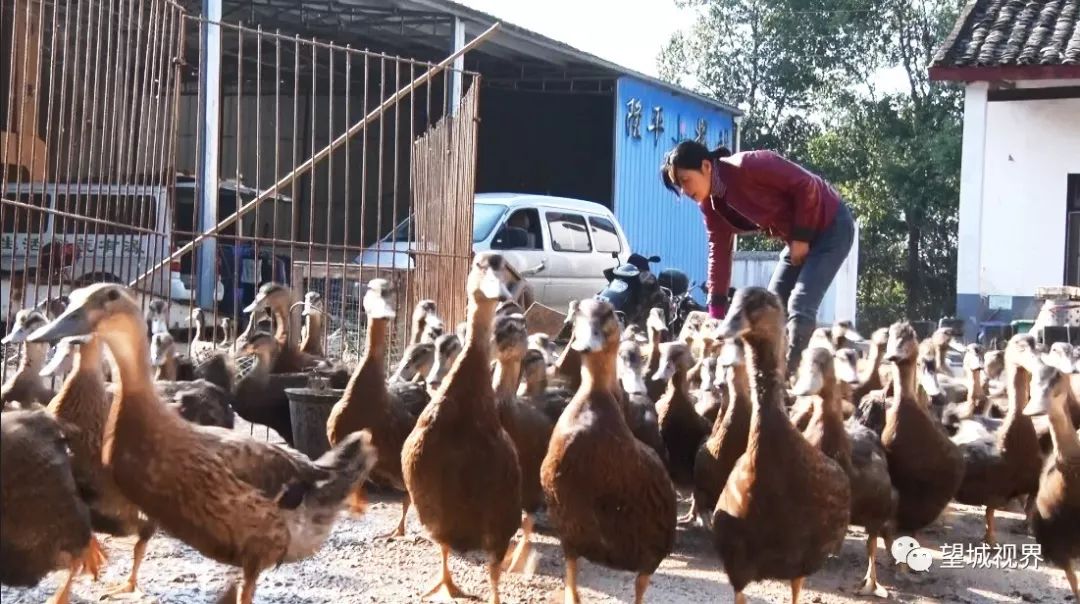 野鸭怎么养殖致富_野鸭养殖利润_致富养殖野鸭赚钱吗