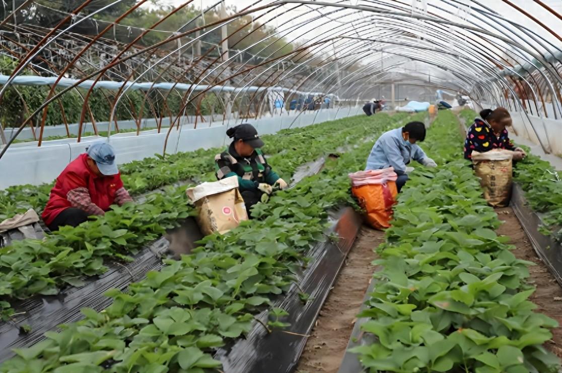 紧缺种植致富项目_致富紧缺种植项目是什么_种植致富新项目