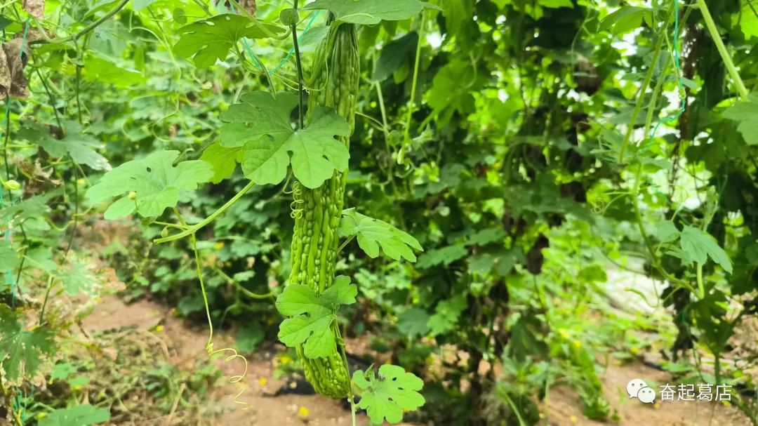 新发地致富经_新致富好项目_致富发财