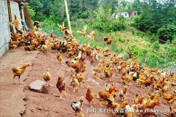 养殖业什么最赚钱农村项目 养殖业什么最赚钱农村项目最多