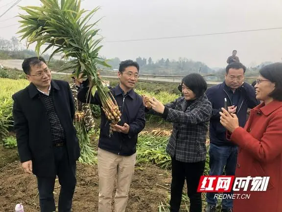 黄姜种植技术视频_种黄姜技术专家免费讲课_怎样种植黄姜视频