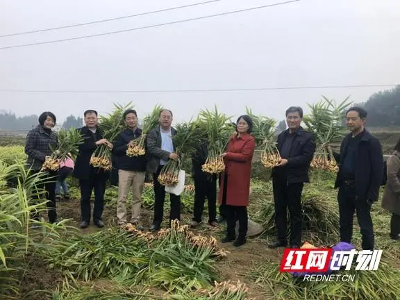 黄姜种植技术视频_怎样种植黄姜视频_种黄姜技术专家免费讲课