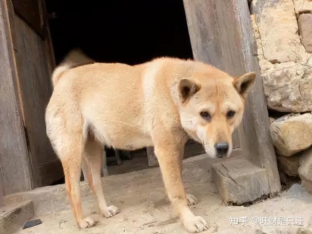 新闻致富养殖土狗事件_土狗养殖致富新闻_致富经养土狗致富故事