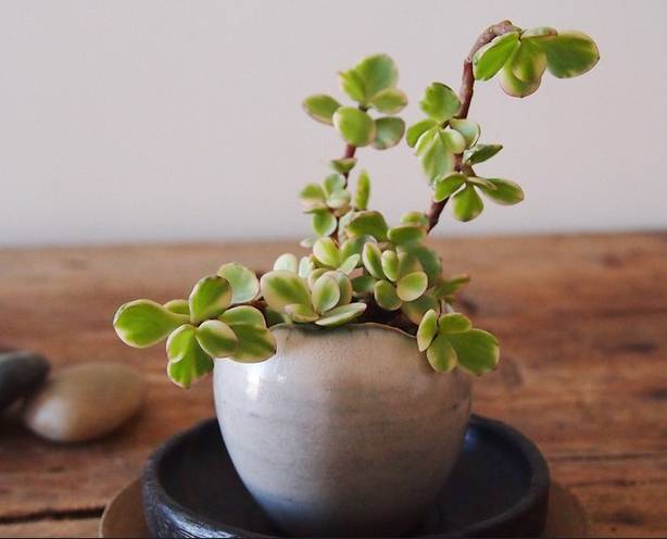 花卉种植致富方案_花卉致富种植方案模板_花卉致富种植方案设计