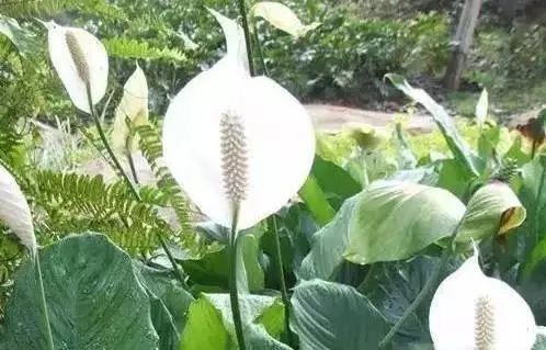 花卉带动致富路_花卉种植致富方案_花卉致富种植方案怎么写