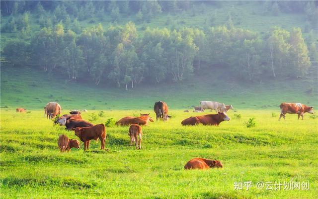 山地鸡养殖技术_山地养鸡养殖技术要点_山地养殖鸡技术培训