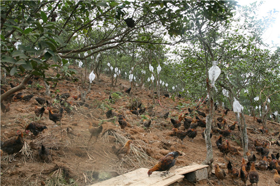 黎平县油茶林下养鸡基地.jpg