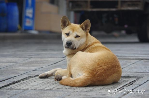 土狗养殖致富新闻_致富经土狗养殖视频_致富经养土狗致富故事