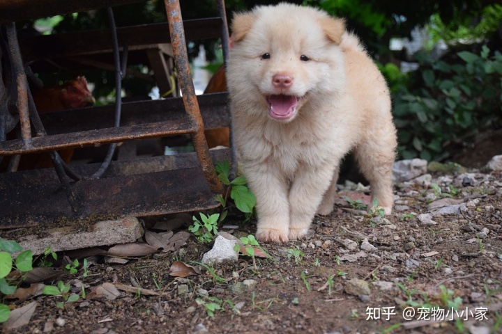 土狗养殖致富新闻_致富经养土狗致富故事_致富经土狗养殖视频