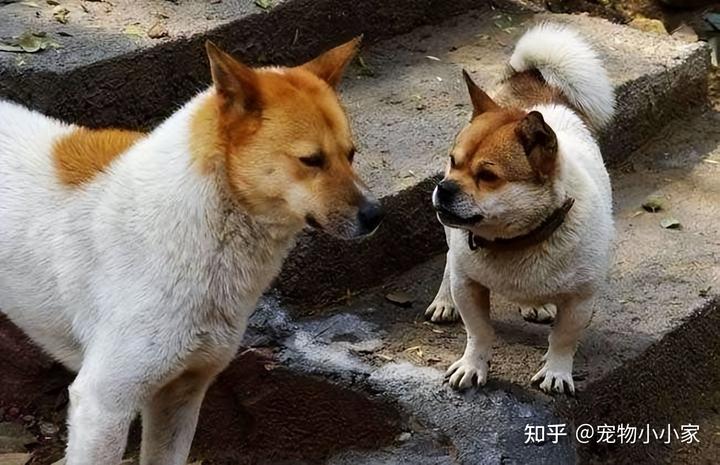 致富经土狗养殖视频_致富经养土狗致富故事_土狗养殖致富新闻