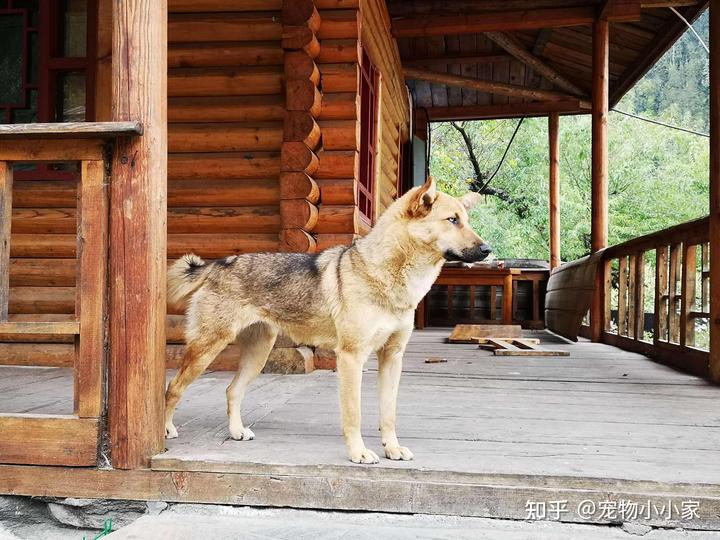 致富经土狗养殖视频_土狗养殖致富新闻_致富经养土狗致富故事