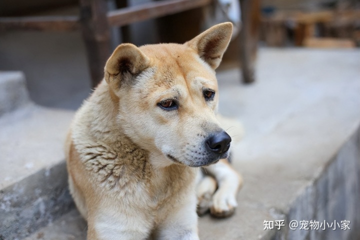 土狗养殖致富新闻_致富经土狗养殖视频_致富经养土狗致富故事