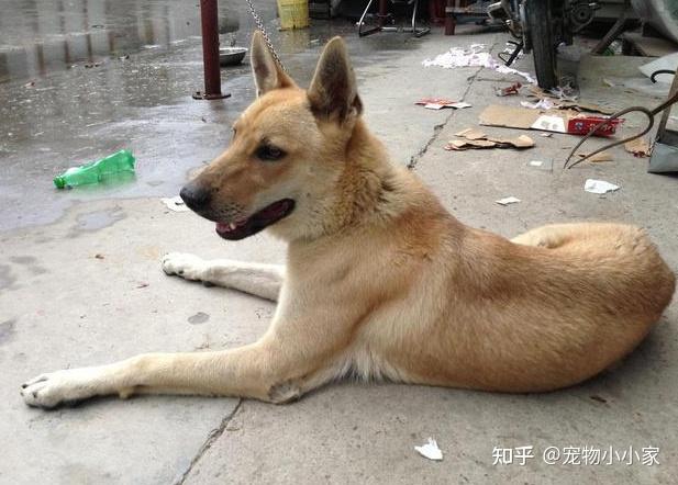 致富经土狗养殖视频_致富经养土狗致富故事_土狗养殖致富新闻