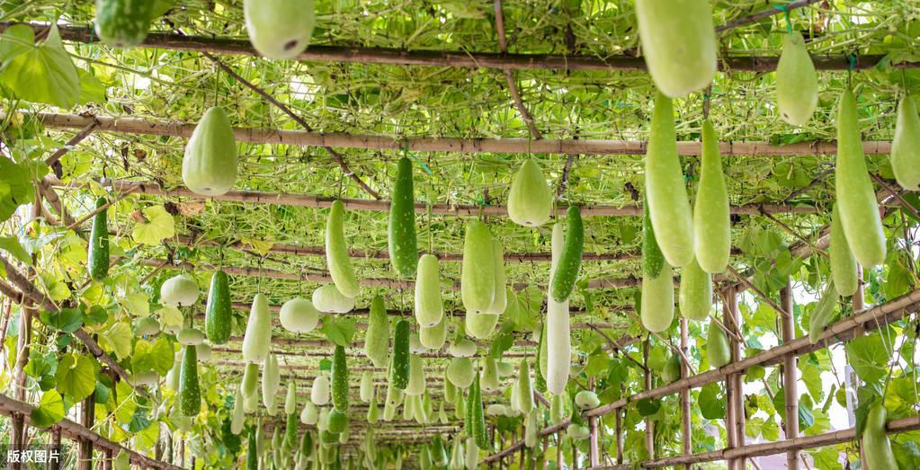 迷你小冬瓜品种介绍_迷你冬瓜种植管理技术视频_迷你冬瓜种植管理技术