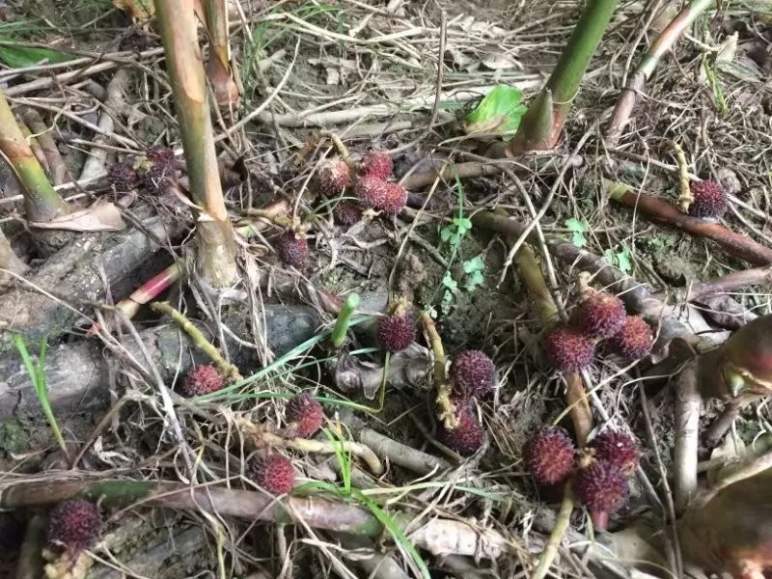 种植砂仁致富_种砂仁赚钱吗_致富种植砂仁图片