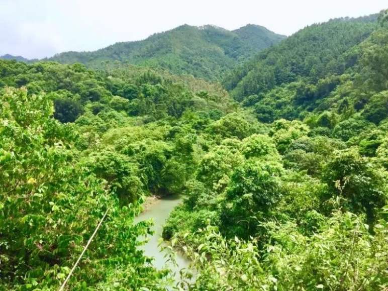 种植砂仁致富_致富种植砂仁图片_种砂仁赚钱吗