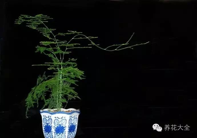 花卉致富种植方案模板_花卉种植致富方案_花卉致富种植方案设计