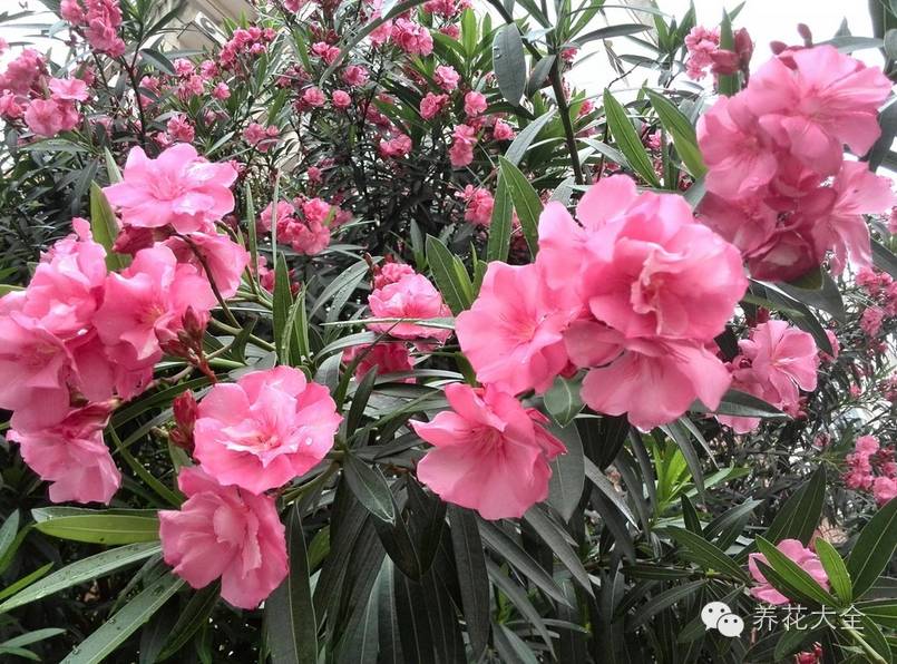 花卉致富种植方案模板_花卉种植致富方案_花卉致富种植方案设计