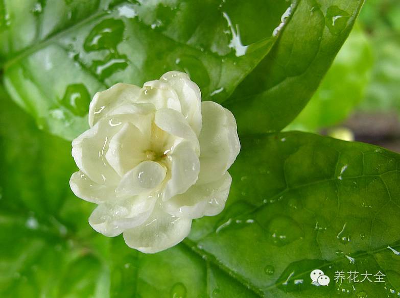 花卉致富种植方案模板_花卉种植致富方案_花卉致富种植方案设计