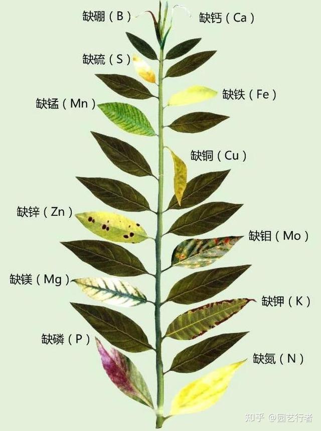 络石盆栽_络石盆景养护_络石盆景养殖技术