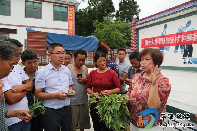 种草养鹅致富经视频_养鹅种植什么草最好_种草养鹅致富经